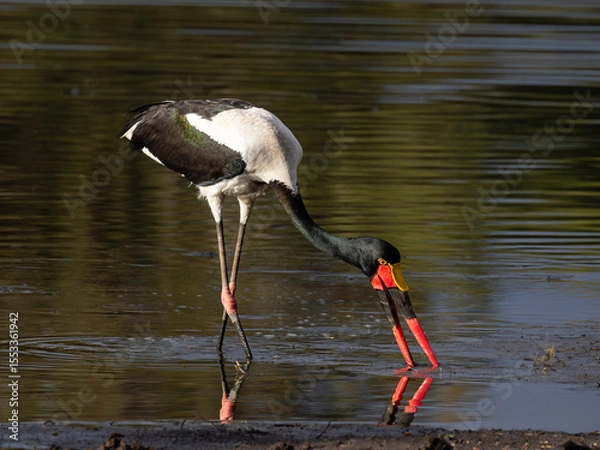 Fototapeta One saddle-billed stork feeding in shallow water