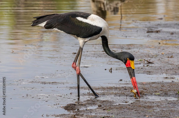 Fototapeta One saddle-billed stork with a freshly caught frog in its beak