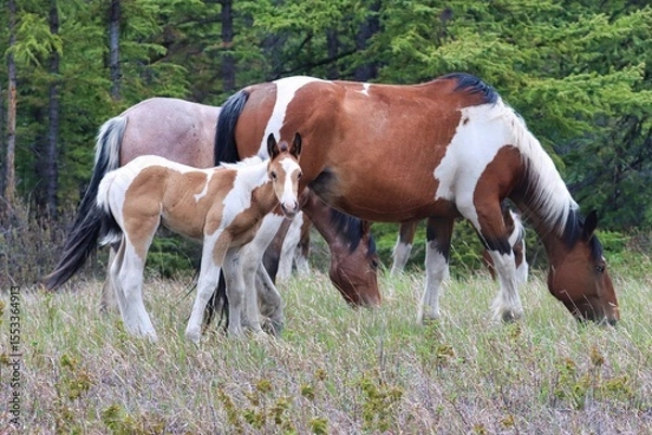 Fototapeta Yukon Territories, Canada