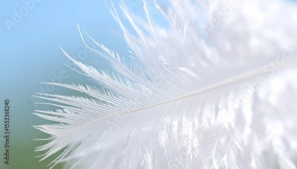 Fototapeta Close Up Of A White Feather