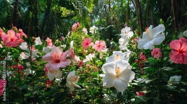 Obraz Vibrant hibiscus flowers bloom in a lush garden setting