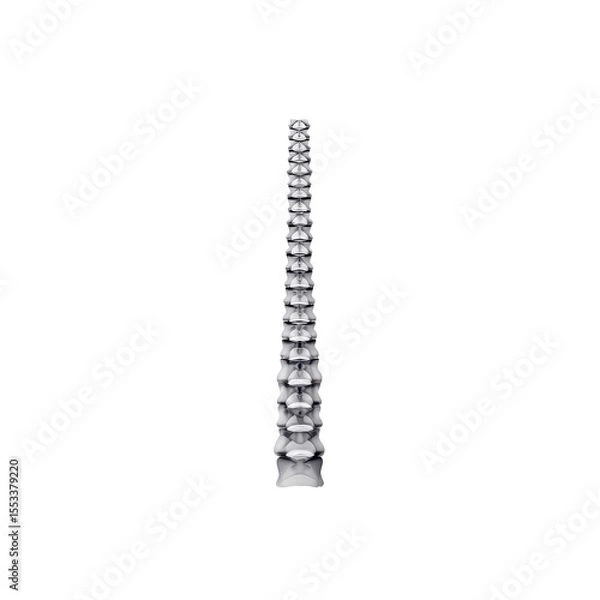 Fototapeta Detailed Human Spine Anatomy Model, Isolated View for Educational Purposes in Medical and Health Science Fields on transparent background
