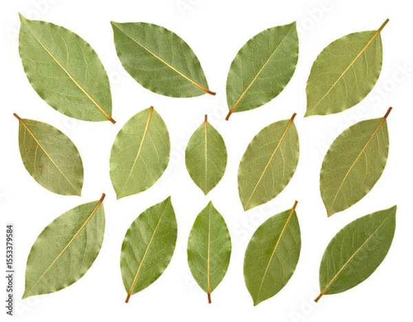 Fototapeta Overhead View of Bay Leaves with Green Hues on a Transparent Background Featuring Detailed Veins and Natural Texture