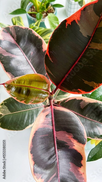 Fototapeta Young leaf of Ficus elastica Belize, close-up. Variegated leaves with beige-pink shade. Houseplant. Care and breeding, favorite hobby. Vertical. Selective focus