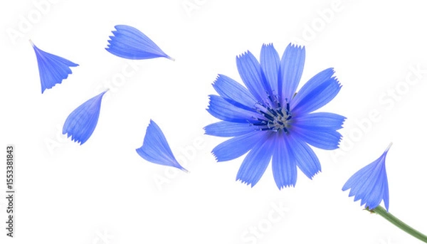 Fototapeta Isolated Blue Flower with Floating Petals in Transparent Background Demonstrating Delicate Beauty and Freshness