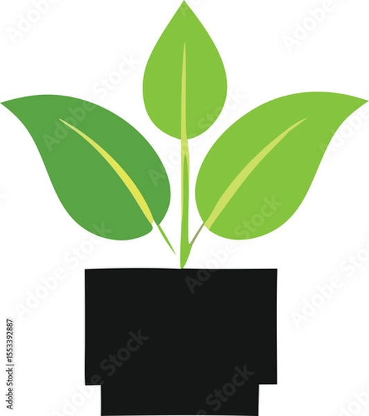 Obraz A simple stylized illustration of a healthy green plant with three broad leaves emerging from a black pot against a white background