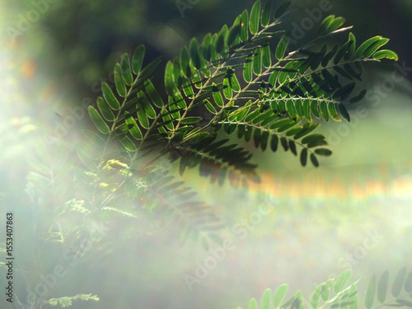 Fototapeta green leafe on blue bokeh background and lens flare