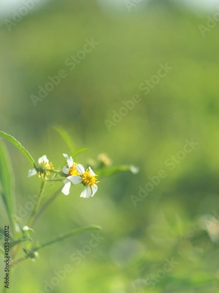 Fototapeta green leafe on blue bokeh background and lens flare