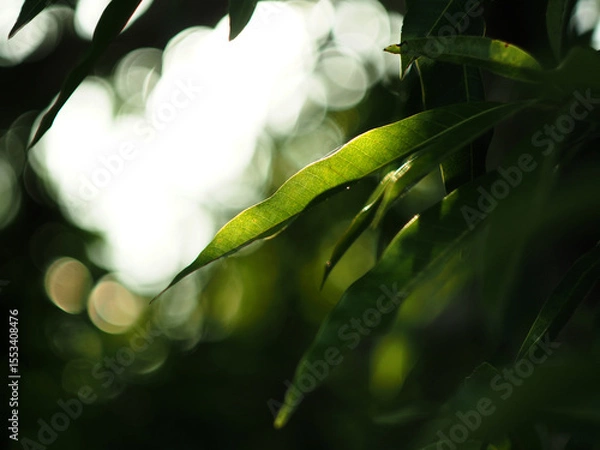 Fototapeta green leafe on blue bokeh background and lens flare