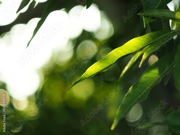 Fototapeta green leafe on blue bokeh background and lens flare