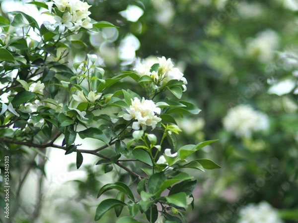 Fototapeta White jasmine and bee worker on green bokeh background 