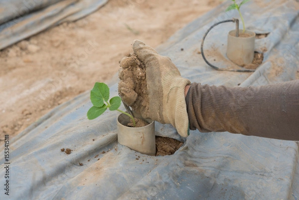 Fototapeta Plant the melon sapling in the soil  