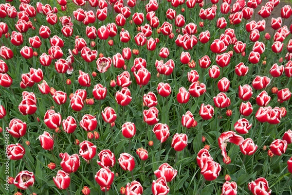 Obraz Pattern field of red tulips.  Nature picture for background use