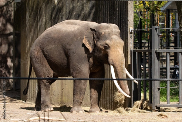 Obraz Large elephant with white buttocks in the sun