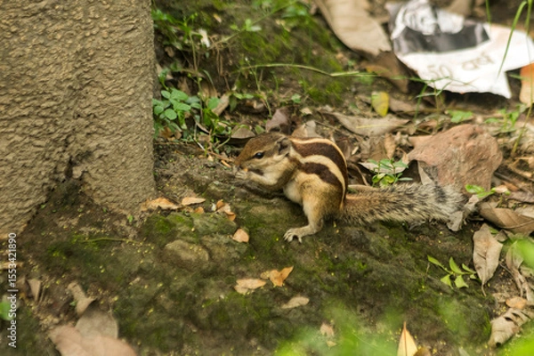 Obraz Close-up of squirrel eating food in a garden