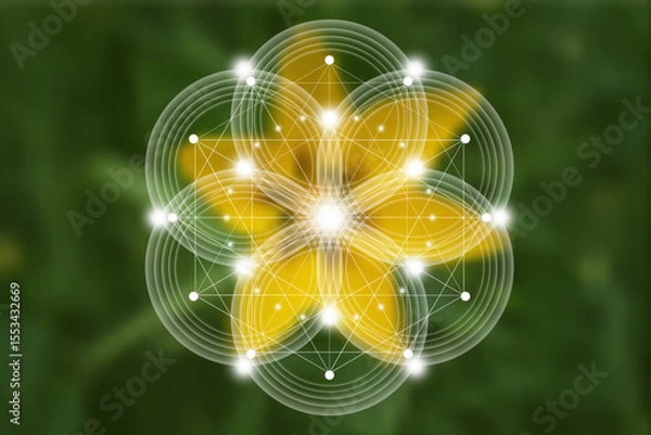 Obraz Seed Flower of life lotus icon, logo mandala sacred geometry, symbol of harmony and balance. Mystical talisman, white circles lines vector green natural background