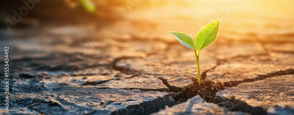 Obraz Seedling breaking through cracked concrete, surrounded by urban decay, symbolizing resilience and growth in adversity
