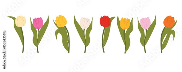Fototapeta Set of isolated multicolored tulips for your floral designs. Spring flower. Design elements for postcards and greetings, card for your loved ones