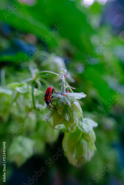 Obraz ladybird on a leaf