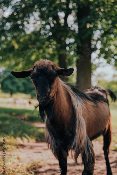 Obraz goat on the farm