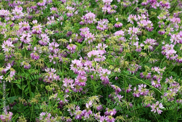 Fototapeta In nature, Securigera varia grows in herbs