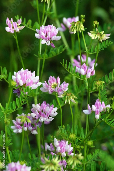 Fototapeta In nature, Securigera varia grows in herbs