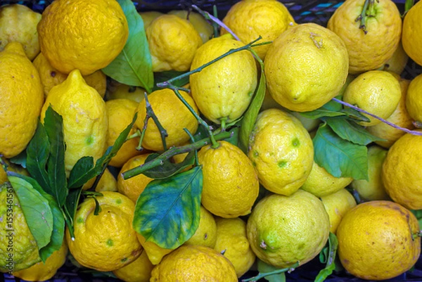 Obraz Large pile of yellow citrus fruits lemons from Sicily in Italy