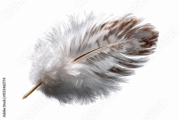 Obraz Delicate feather resting on a plain surface with soft texture