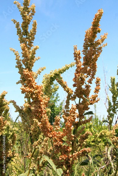 Fototapeta Part of a sorrel bush (Rumex confertus) growing in nature