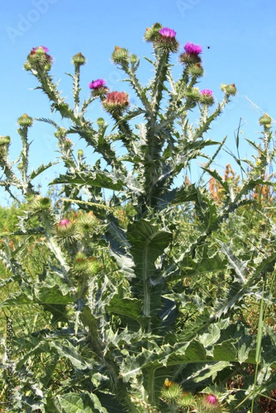 Fototapeta In nature, a tall and prickly thistle (Onopordum acanthium), grows