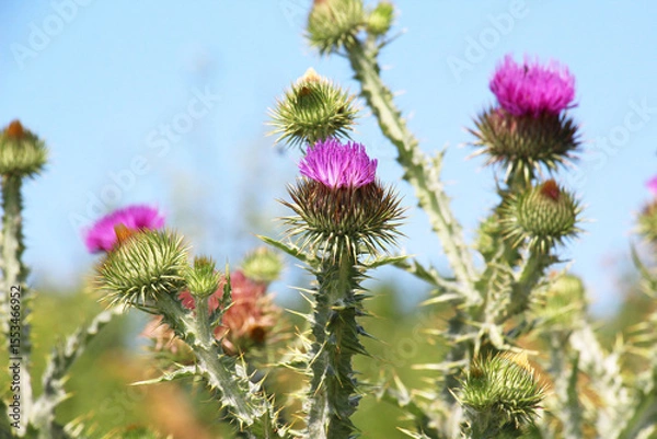 Fototapeta In nature, a tall and prickly thistle (Onopordum acanthium), grows