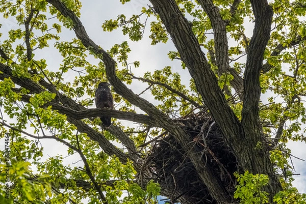 Fototapeta Bald Eaglet Perched On A Tree Branch Near Its Nest In Spring In Wisconsin