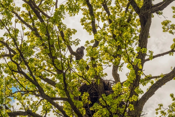 Fototapeta Bald Eaglet Perched On A Tree Branch Near Its Nest In Spring In Wisconsin