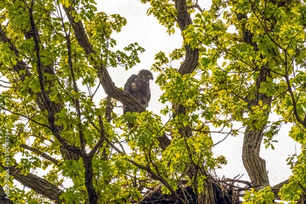 Fototapeta Bald Eaglet Perched On A Tree Branch Near Its Nest In Spring In Wisconsin
