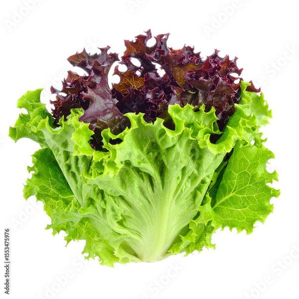 Fototapeta Fresh Green and Red Leaf Lettuce: Vibrant Salad Ingredient on Black Background