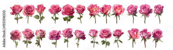 Obraz Pack of Pink Rose Collection Exquisite Blooms for Design Projects against transparent Background