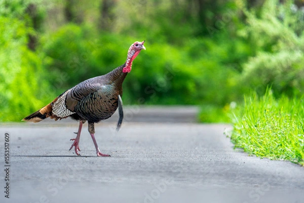 Obraz Wild turkey crossing road