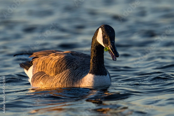 Obraz canada goose swimming