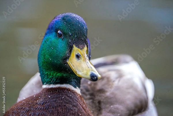 Obraz close up of a duck