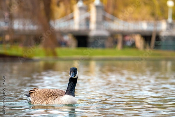 Obraz canada goose on the lake