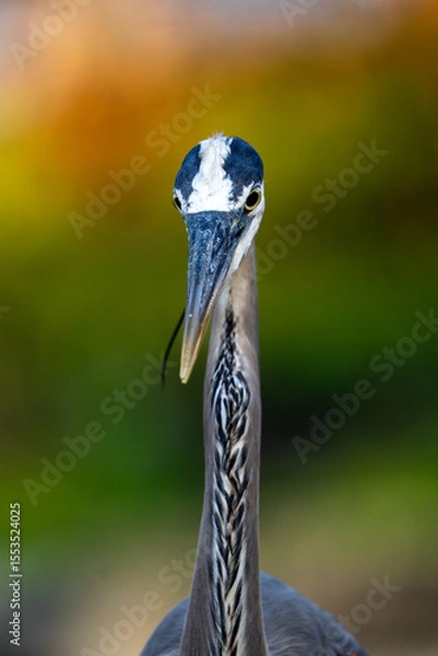 Obraz close up of a great blue heron