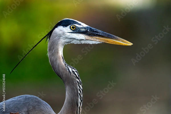 Obraz great blue heron