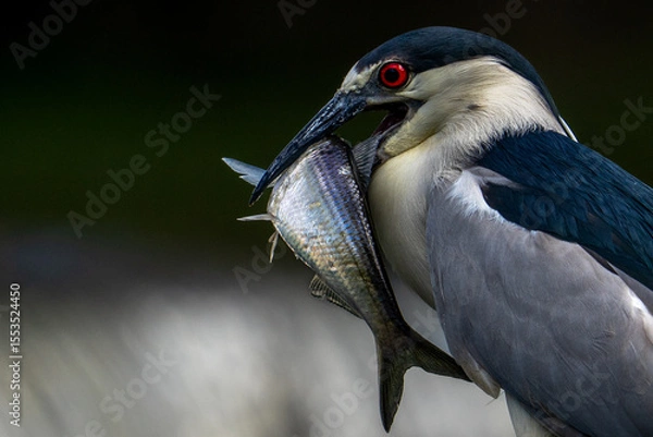 Obraz black crowned night heron