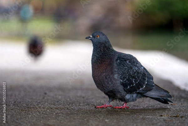 Obraz pigeon in the park