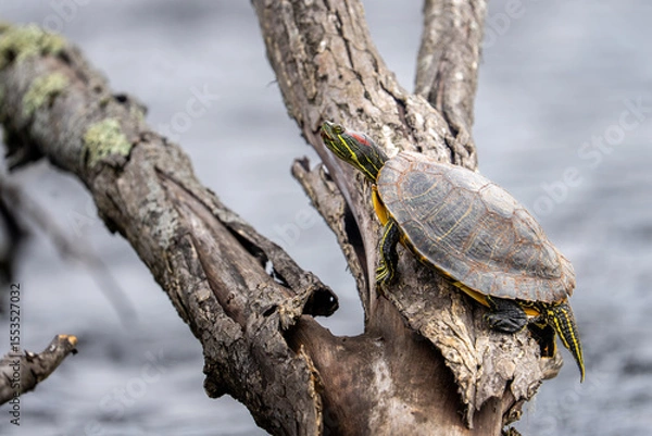 Obraz red eared slider turtle