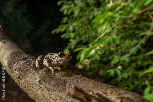 Obraz frog on a branch
