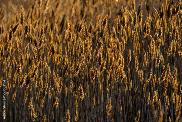 Obraz golden wheat field