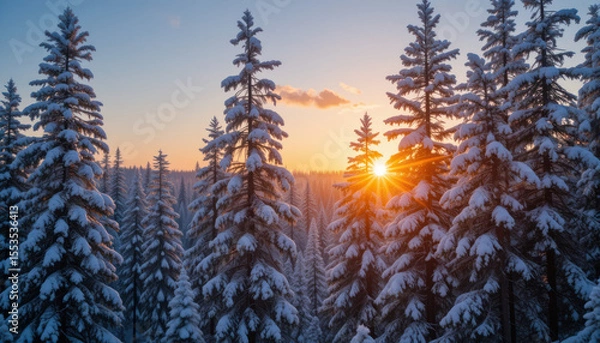 Fototapeta Snowy pine trees at sunrise in a winter forest.