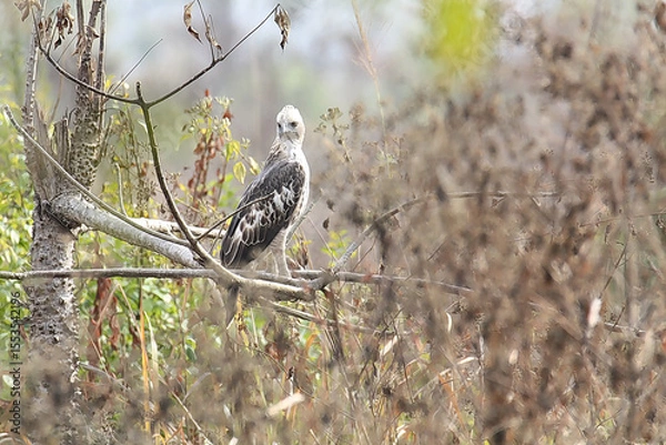 Obraz Changeable Hawk Eagle