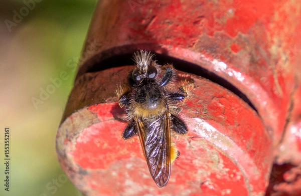 Obraz Close-up of a Laphria flava (Bumblebee Robberfly)